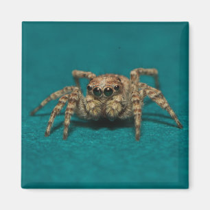 Cute Jumping Spider Photo Magnet
