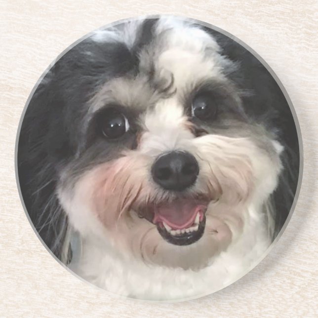 Cute K-Cee Zuchon Dog Smile 2 Coaster (Front)