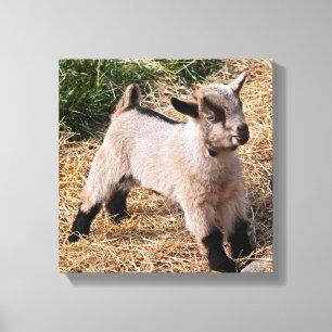 Cute Kid Wrapped Canvas Print