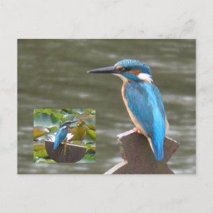 Cute Kingfishers DIY Postcard