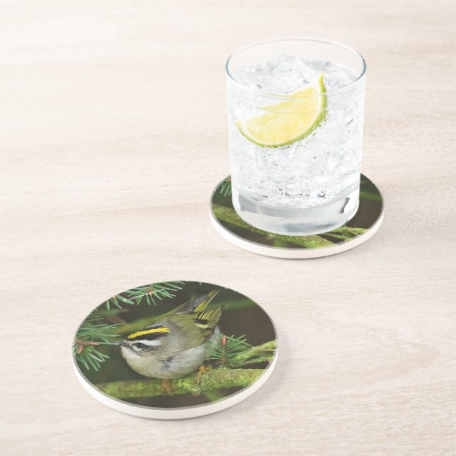Cute Kinglet Songbird Causes a Stir in the Fir Coaster (Side)