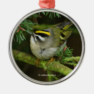 Cute Kinglet Songbird Causes a Stir in the Fir Metal Tree Decoration