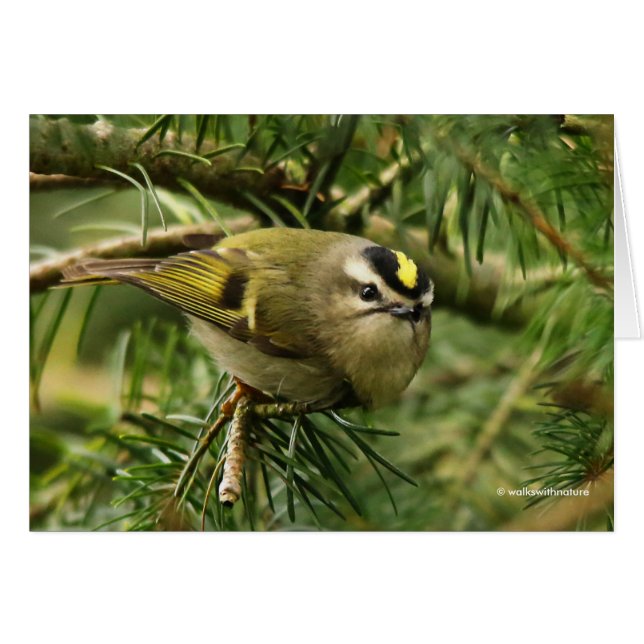 Cute Kinglet Songbird Causes Stir in the Fir (Front Horizontal)