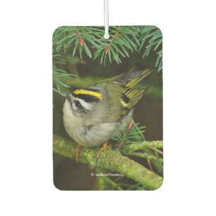 Cute Kinglet Songbird Causes Stir in the Fir Car Air Freshener