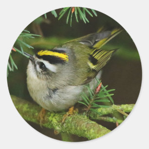 Cute Kinglet Songbird Causes Stir in the Fir Classic Round Sticker
