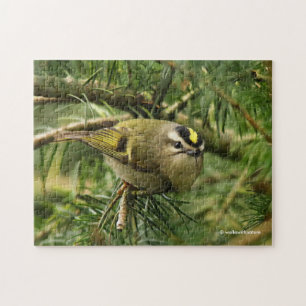 Cute Kinglet Songbird Causes Stir in the Fir Jigsaw Puzzle