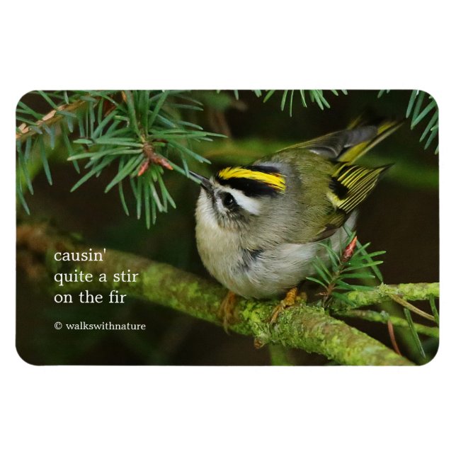 Cute Kinglet Songbird Causes Stir in the Fir Magnet (Horizontal)