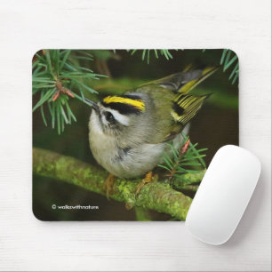 Cute Kinglet Songbird Causes Stir in the Fir Mouse Mat