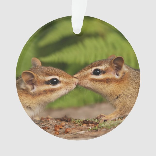 Cute Kissing Baby Chipmunks Ornament (Front)