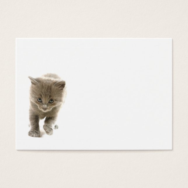 cute kitten (Front)