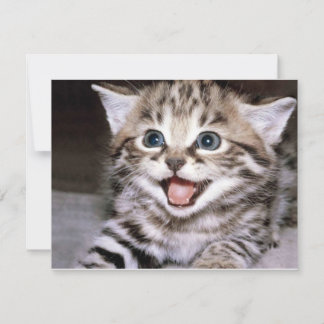 Cute Kitten