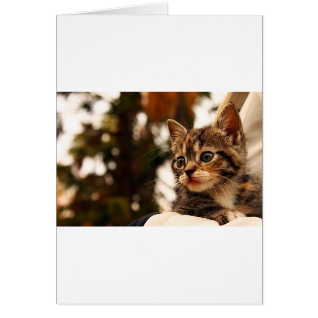 Cute Kitten (Front)
