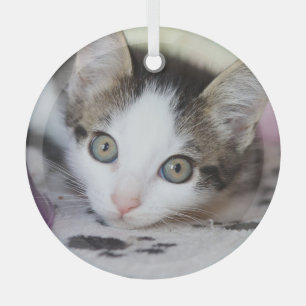 Cute Kitten 1 Photo Circle Glass Tree Decoration
