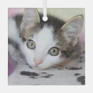 Cute Kitten 1 Photo Square Glass Tree Decoration