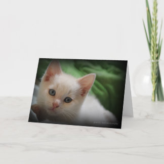 Cute Kitten 5x7 photo greeting card blank inside