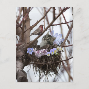 Cute kitten and bird nest Easter postcard