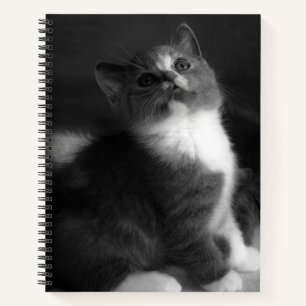 Cute Kitten Black and White Portrait Photograph Notebook
