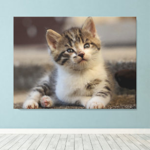 cute kitten canvas print