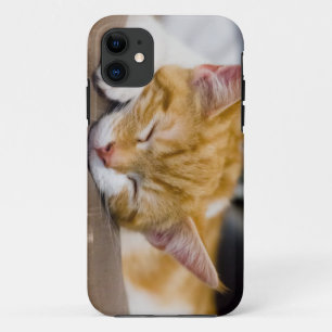 Cute Kitten iPhone 11 Case