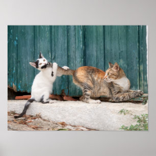 Cute Kitten Chasing Mum's Tail Funny Cat Photo - Poster