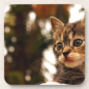 Cute Kitten Coaster