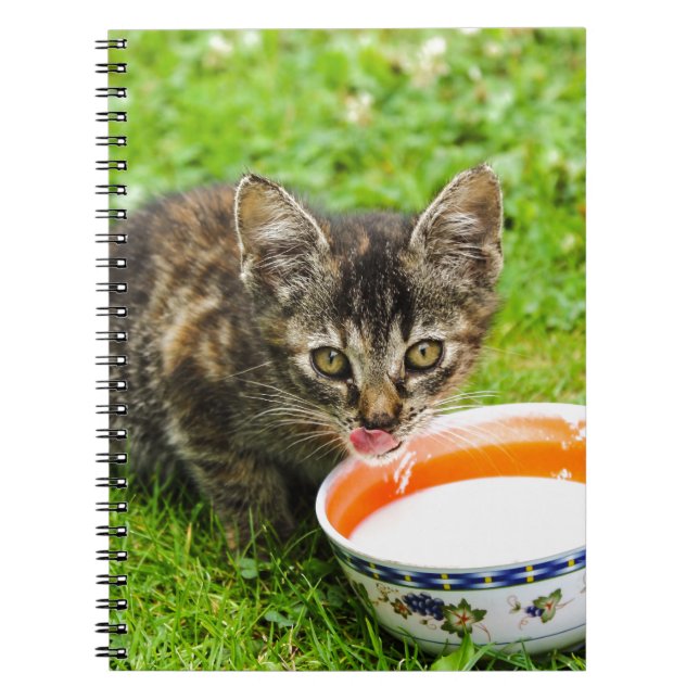 Cute kitten drinking out of a bowl notebook (Front)