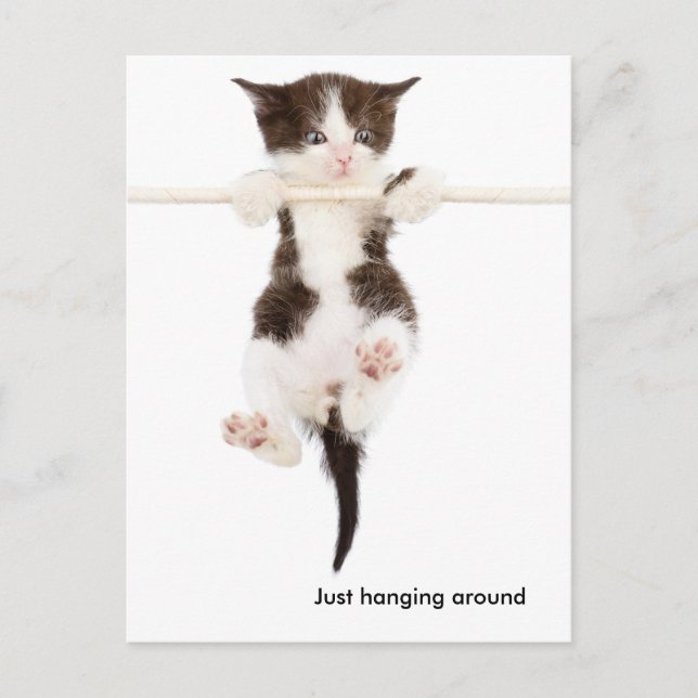 cute kitten hanging around postcard (Front)