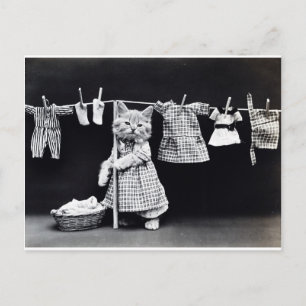 Cute Kitten Hanging Laundry Postcard