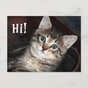Cute Kitten Hi! Postcard
