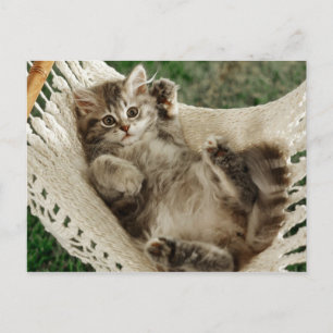Cute Kitten in Hammock Postcard