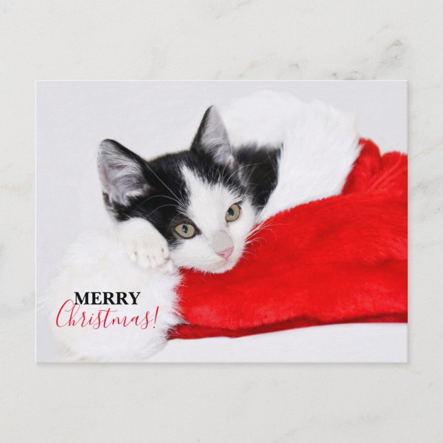 Cute Kitten in Santa Hat Holiday Postcard (Front)