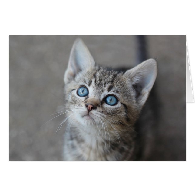 Cute Kitten In the Garden (Front Horizontal)