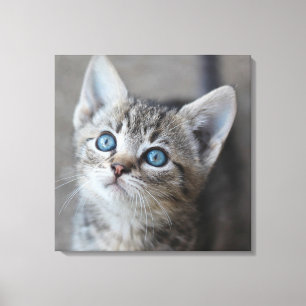 Cute Kitten In the Garden Canvas Print