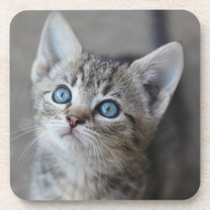Cute Kitten In the Garden Coaster