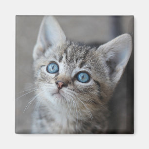 Cute Kitten In the Garden Magnet