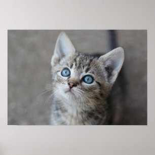 Cute Kitten In the Garden Poster
