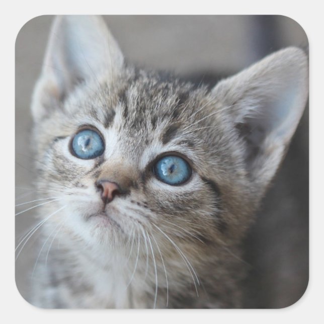 Cute Kitten In the Garden Square Sticker (Front)