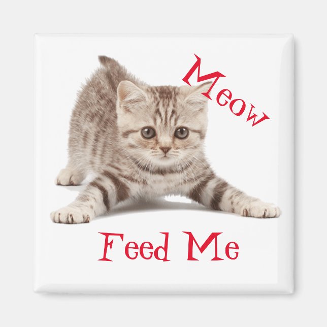 Cute Kitten Magnet (Front)