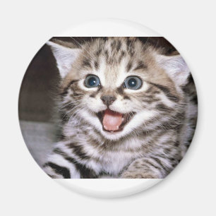 Cute Kitten Magnet