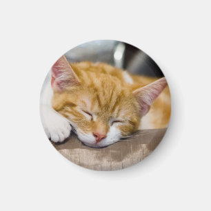 Cute Kitten Magnet