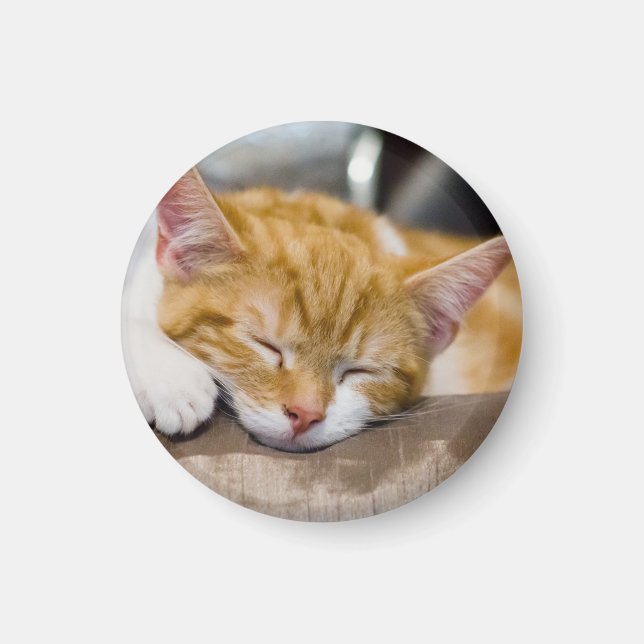 Cute Kitten Magnet (Front)