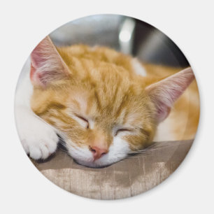 Cute Kitten Magnet