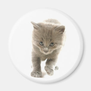 cute kitten magnet