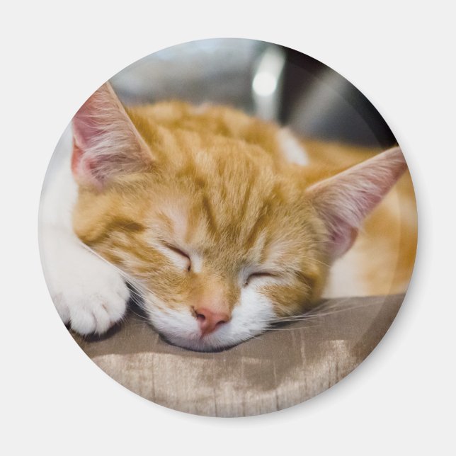 Cute Kitten Magnet (Front)
