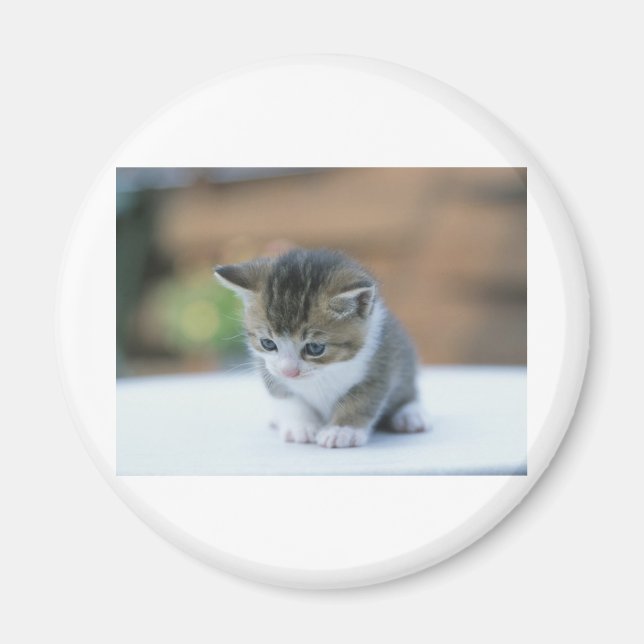Cute Kitten Magnet (Front)