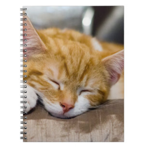 Cute Kitten Notebook