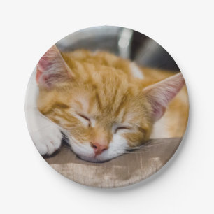 Cute Kitten Paper Plate