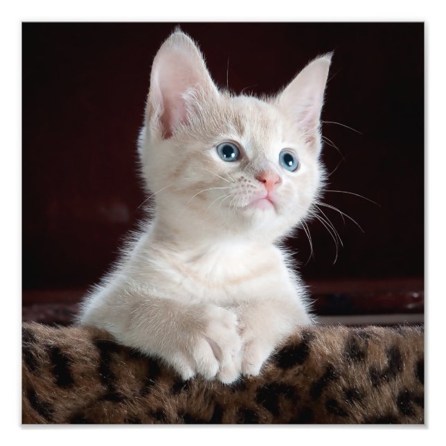 Cute Kitten Photo Print (Front)