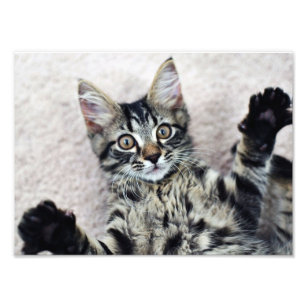 Cute Kitten Photo Print