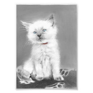Cute Kitten picture Photo Print